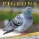 Pigeons Calendar 2026  Square Birds Wall Calendar - 16 Month