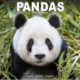 Panadas Calendar 2026  Square Animal Wall Calendar - 16 Month