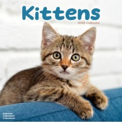 Kittens Calendar 2026  Square Cats Wall Calendar - 16 Month