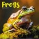 Frogs Calendar 2026  Square Animal Wall Calendar - 16 Month