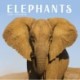 Elephants Calendar 2026  Square Wildlife Safari Wall Calendar - 16 Month