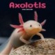 Axolotls Calendar 2026  Square Animal Wall Calendar - 16 Month