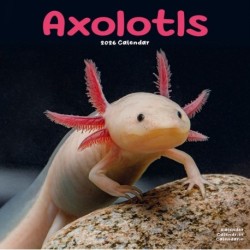 Axolotls Calendar 2026  Square Animal Wall Calendar - 16 Month