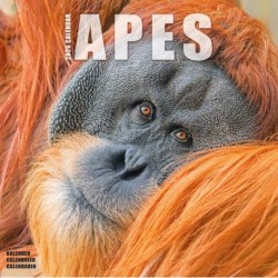Apes Calendar 2026  Square Animal Wall Calendar - 16 Month
