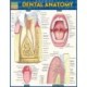 Dental Anatomy