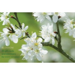 Card Box of 20 Notecards and Envelopes: Blossom: A Delightful Pack of High-quality Flower Gift Cards and Decorative Envelopes