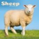 Sheep Calendar 2026  Square Farm Animal Wall Calendar - 16 Month