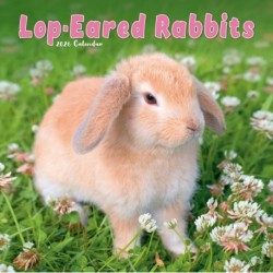 Rabbits - Lop Eared Calendar 2026  Square Animal Wall Calendar - 16 Month