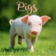 Pigs Calendar 2026  Square Farm Animal Wall Calendar - 16 Month