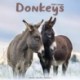 Donkeys Calendar 2026  Square Animal Wall Calendar - 16 Month