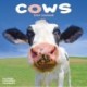 Cows Calendar 2026  Square Farm Animal Wall Calendar - 16 Month