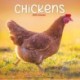 Chickens Calendar 2026  Square Farm Animals & Birds Wall Calendar - 16 Month