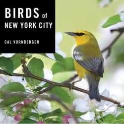 Birds of New York City