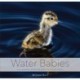 Water Babies: The Hidden Lives of Baby Wetland Birds