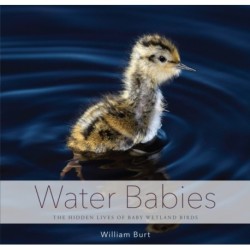 Water Babies: The Hidden Lives of Baby Wetland Birds