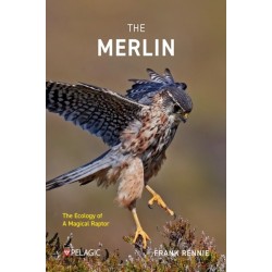 The Merlin: The Ecology of a Magical Raptor