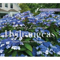 Lovely Lacecap Hydrangeas: Elegant Accents for the Home Garden
