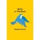 Birds in the Bush