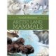 Animals Illustrated: Arctic Land Mammals