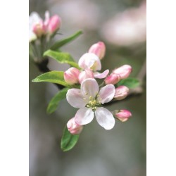 Memo Block - Apple Blossom: A beautiful note block containing 300 paper sheets with an integrated spare drawer