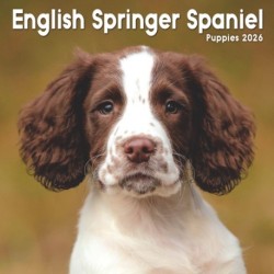 English Springer Spaniel Puppies Square