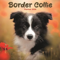 Border Collie Puppies Square Mini Calend