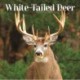 White Tailed Deer Square Wall Sunday Sta