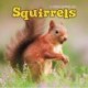 Squirrels Square Wall Sunday Start Calen