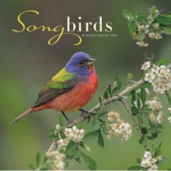 Songbirds Square Wall Sunday Start Calen