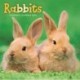 Rabbits Square Wall Sunday Start Calenda