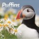 Puffins Square Wall Sunday Start Calenda