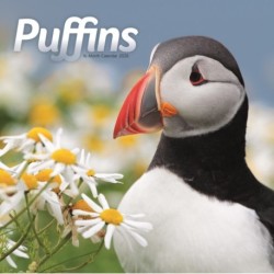 Puffins Square Wall Sunday Start Calenda