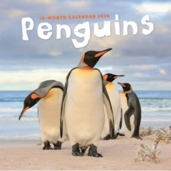 Penguins Square Wall Sunday Start Calend