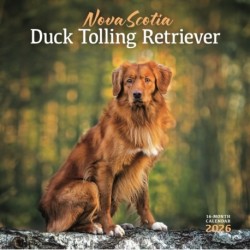 Nova Scotia Duck Tolling Retriever Squar