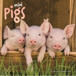 Mini Pigs Square Wall Sunday Start Calen