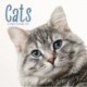 Cats Square Wall Sunday Start Calendar 2
