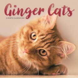 Ginger Cats Square Wall Sunday Start Cal