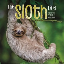 Sloths Square Wall Sunday Start Calendar