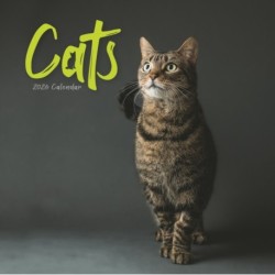 Cats Wiro Wall Calendar 2026