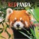 Red Pandas Square Wall Calendar 2026