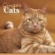 Ginger Cats Square Wall Calendar 2026
