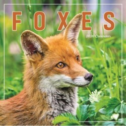 Foxes Square Wall Calendar 2026