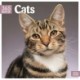 Cats 365 Days Square Wall Calendar 2026