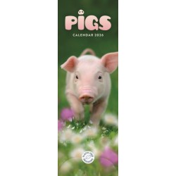 Pigs Slim Calendar 2026