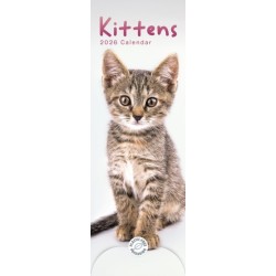 Kittens Slim Calendar 2026