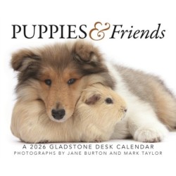 Puppies Friends Box Calendar 2026