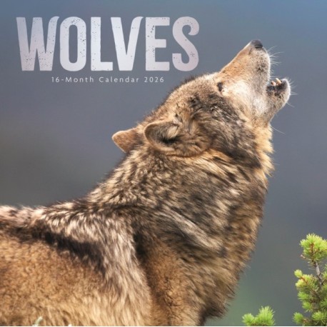 Wolves Square Wall Calendar 2026