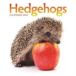 Hedgehogs Square Wall Calendar 2026
