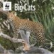 Wwf Big Cats Square Wall Calendar 2026