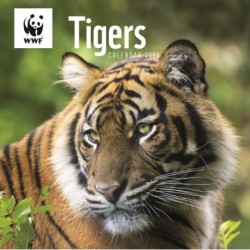 Wwf Tigers Square Wall Calendar 2026